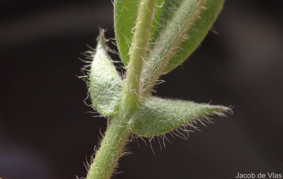 Crotalaria lejoloba Bartl.